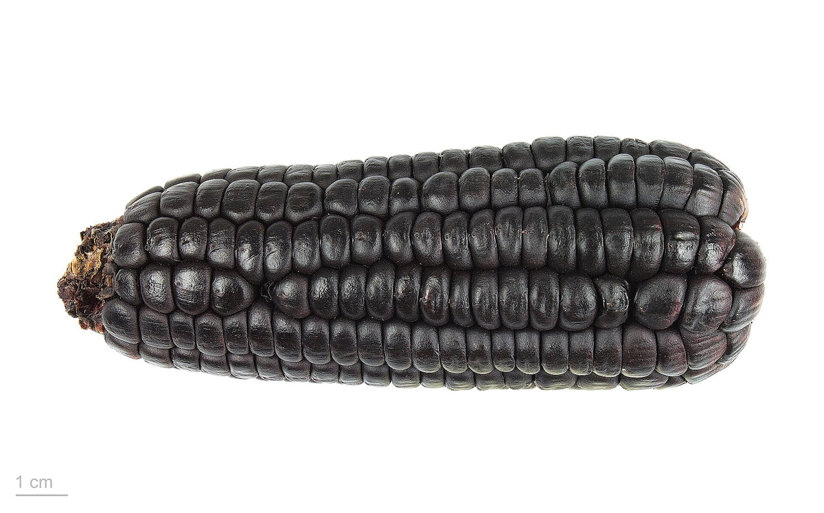 Vildtmajs (Zea mays) i blomst. Foto: Roger Culos, CC BY-SA 3.0