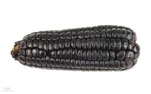 Vildtmajs (Zea mays) i blomst. Foto: Roger Culos, CC BY-SA 3.0