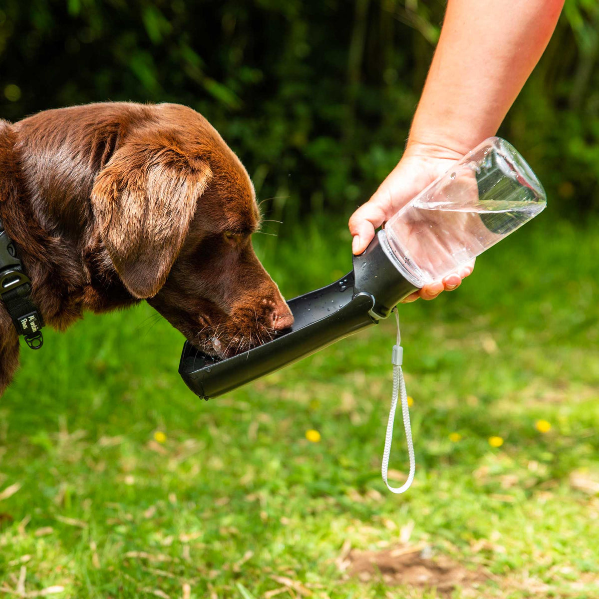 Folding Dog Water Bottle - Mountain Paws