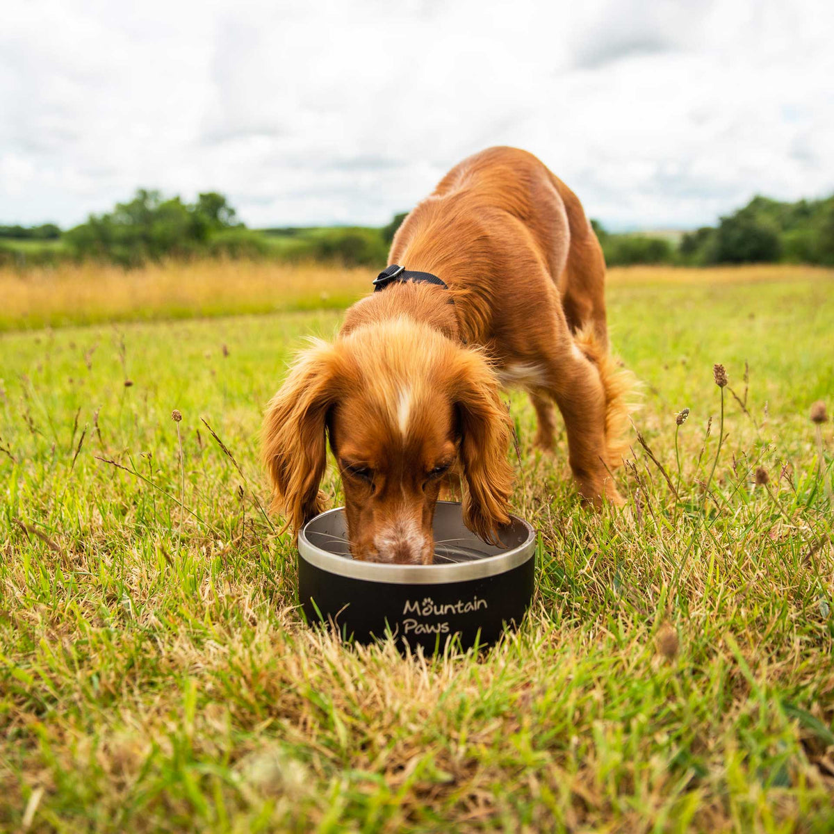Basecamp Dog Bowl - Mountain Paws