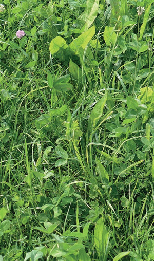Rajsvingel Fedoro, rajgræstype, 10 kg 3