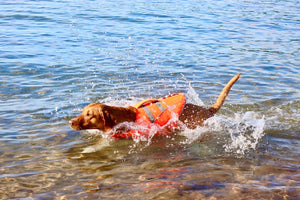 Life Jacket XS
