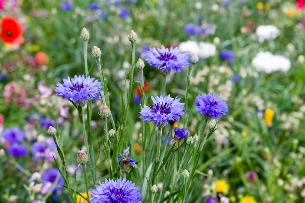 Sommerblomster, halvhøj blanding (enårig), 1 kg