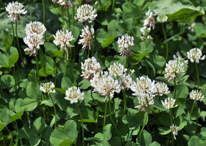 Hvidkløver Munida, storbladet, 2 kg 3