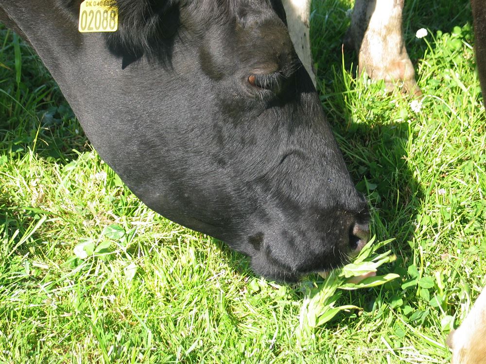 DSV Biodivers Afgræsning, 10 kg 3