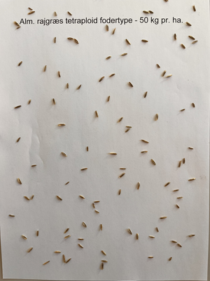 Ital. rajgræs Dolomit, tetraploid, 10 kg 2