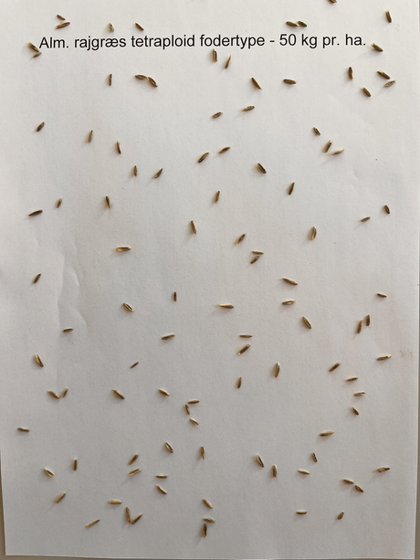 Ital. rajgræs Dolomit, tetraploid, 10 kg 2