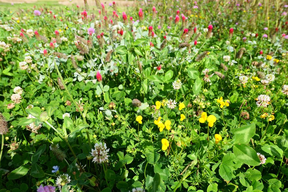 Blomster- & Bestøverbrak med græs, 10 kg 1