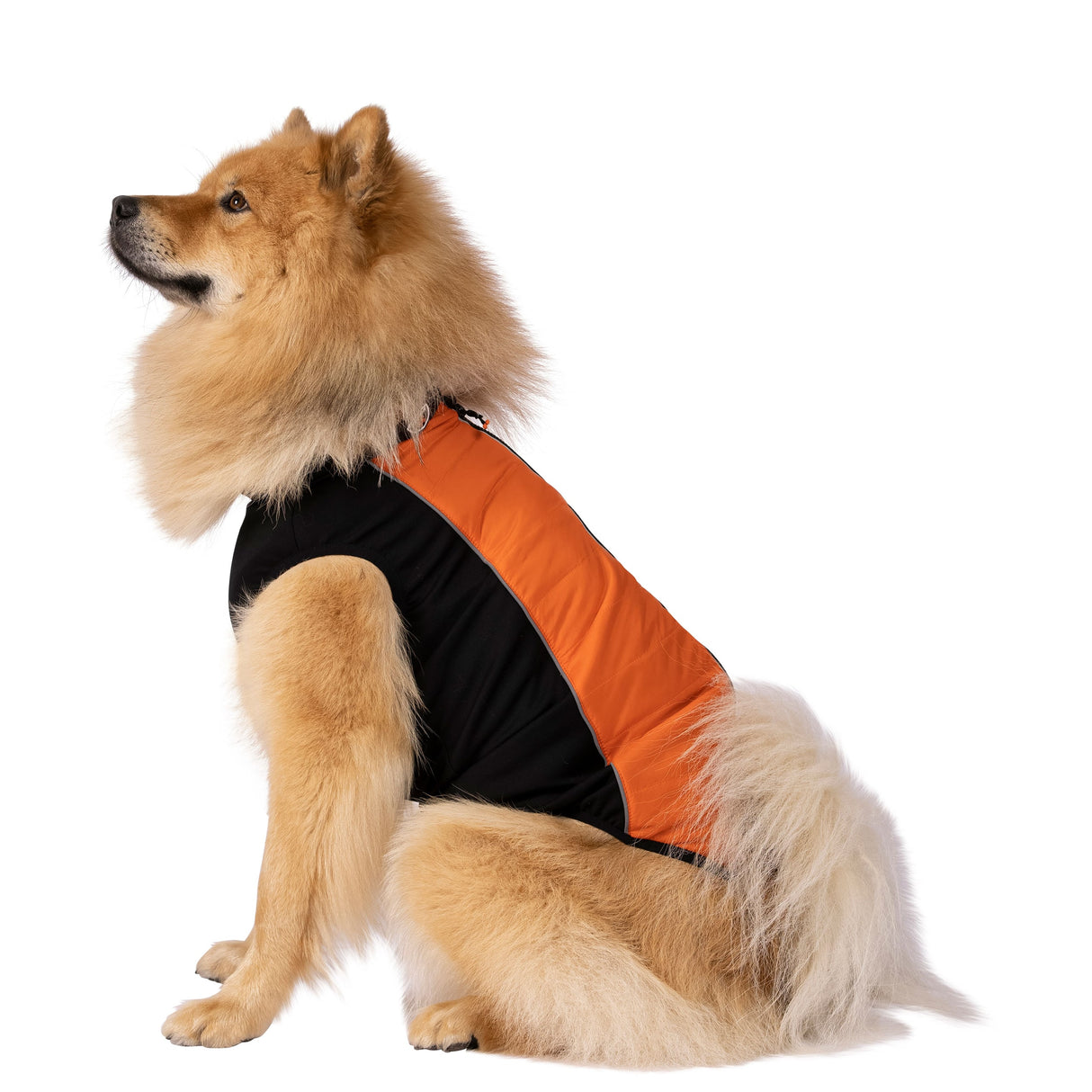 Beedle - Black/ Burnt Orange - Trespass