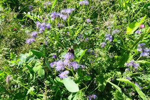 Blomster- & Bestøverbrak med græs, 10 kg 3