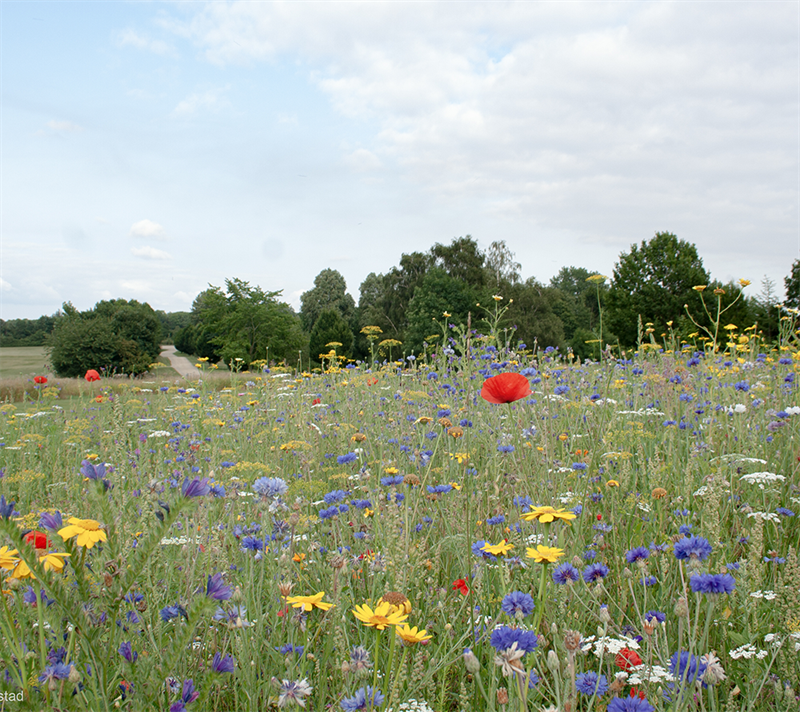 Natur Blomstereng-blanding, 1 kg
