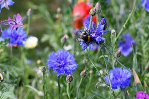 Natur Blomster-blanding 0,25 kg Æske