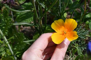 Natur Blomster-blanding 0,25 kg Æske