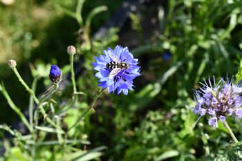 Natur Blomster-blanding 0,25 kg Æske