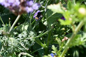Natur Blomster-blanding 0,25 kg Æske