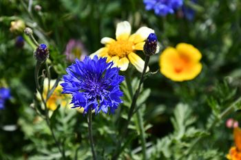 Natur Blomster-blanding 0,25 kg Æske