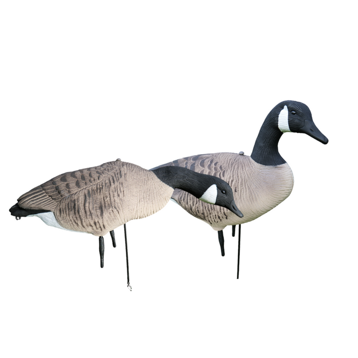 Fullbody - canadagæs - 12 stk - HuntElite