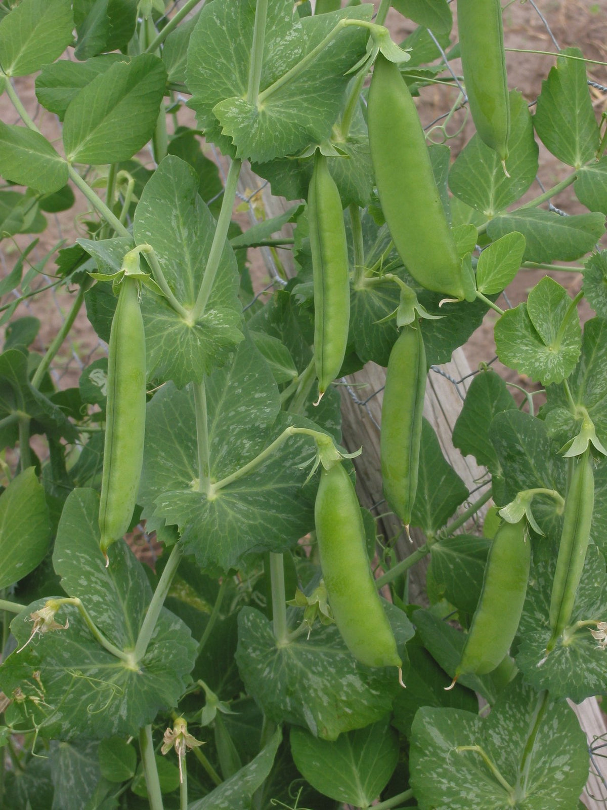 Markært (Pisum sativum) i blomst. Foto: Rasbak, CC BY-SA 3.0