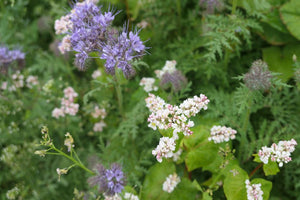 DSV Blomsterbrak Enårig, 10 kg 1