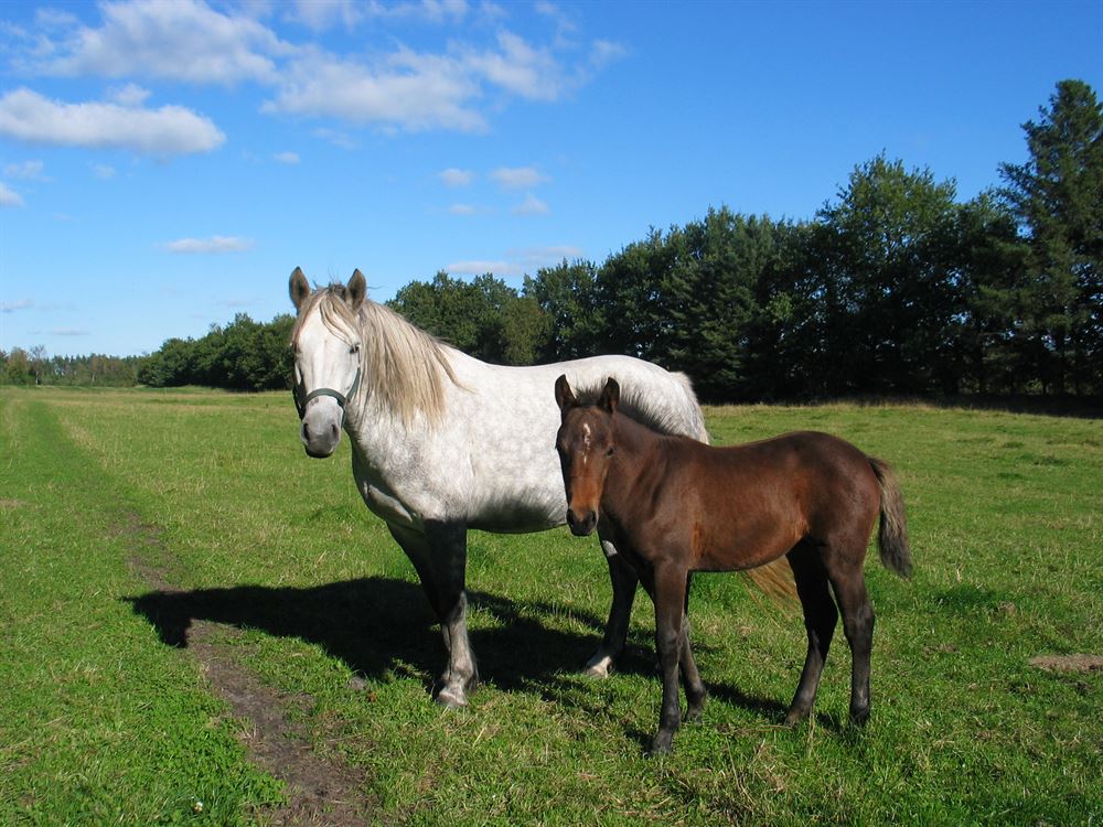 Frøblanding Nr. 62 Heste, struktur , 10 kg 2