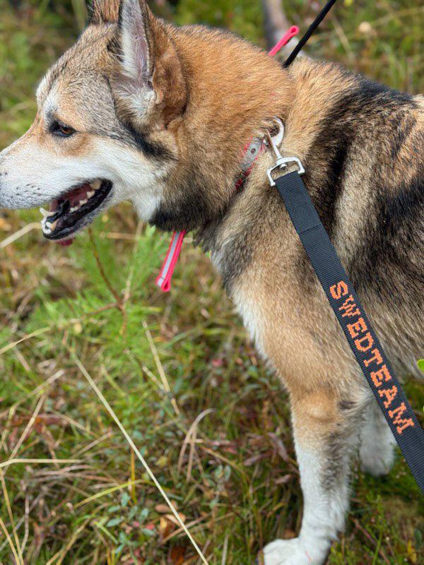 Dog Leash - Deer Drag 4 m - Accessory Black - Swedteam