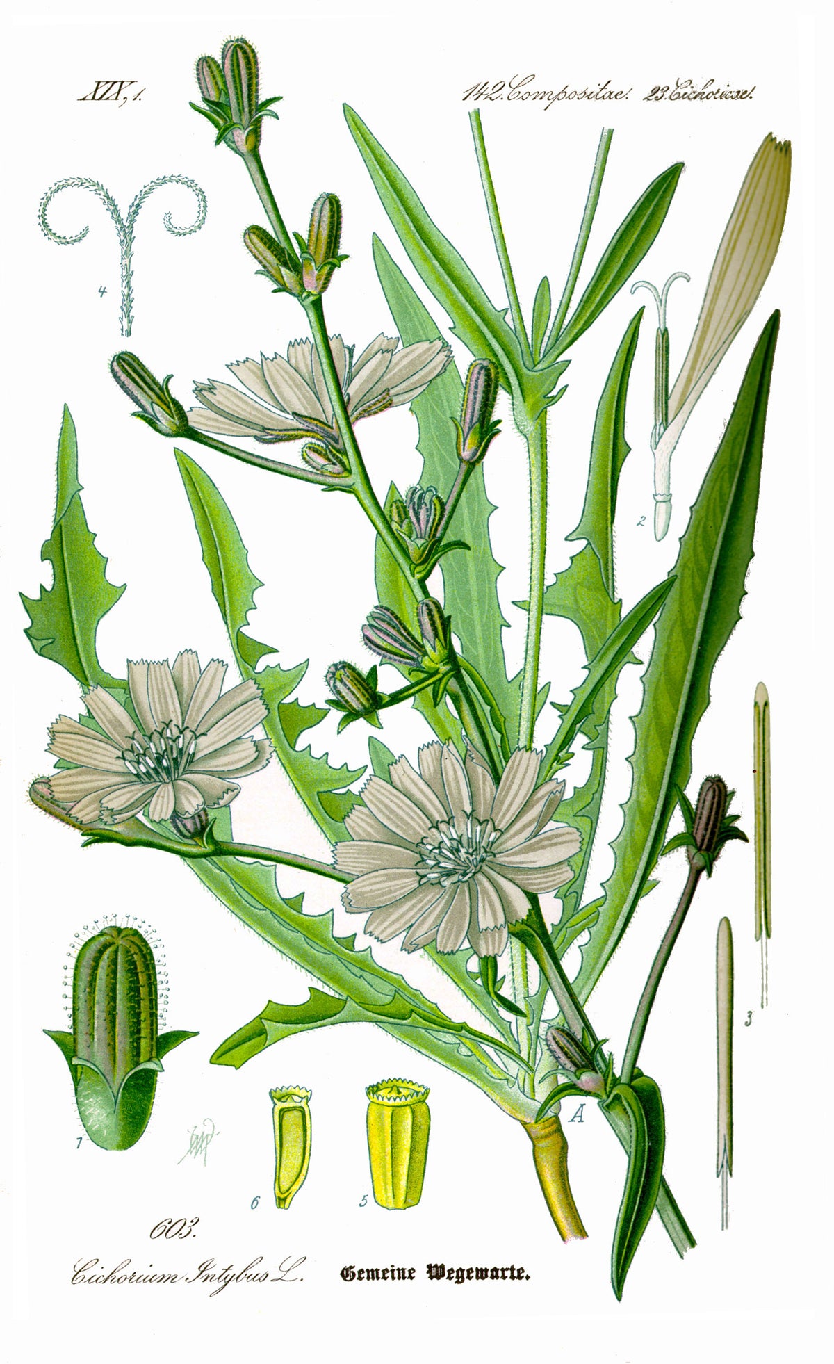 Cikorie (Cichorium intybus) i blomst. Foto: Original book source: Prof. Dr. Otto Wilhelm Thomé Flora von Deutschland, Österreich und der Schweiz 1885, Gera, Germany, Public domain