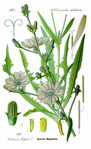 Cikorie (Cichorium intybus) i blomst. Foto: Original book source: Prof. Dr. Otto Wilhelm Thomé Flora von Deutschland, Österreich und der Schweiz 1885, Gera, Germany, Public domain