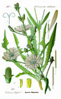 Cikorie (Cichorium intybus) i blomst. Foto: Original book source: Prof. Dr. Otto Wilhelm Thomé Flora von Deutschland, Österreich und der Schweiz 1885, Gera, Germany, Public domain