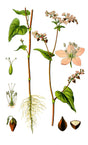 Boghvede (Fagopyrum esculentum) i blomst. Foto: Original book source: Prof. Dr. Otto Wilhelm Thomé Flora von Deutschland, Österreich und der Schweiz 1885, Gera, Germany, Public domain