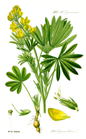 Gul lupin (Lupinus luteus) i blomst. Foto: Otto Wilhelm Thomé, Public domain