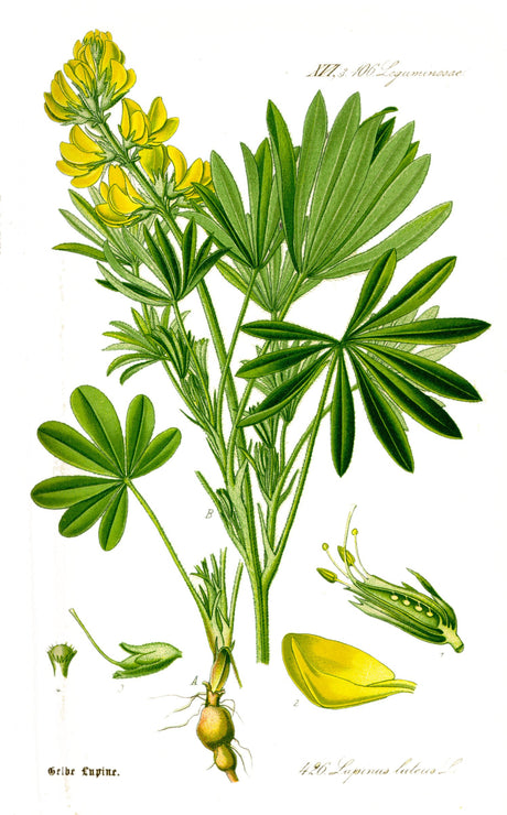 Gul lupin (Lupinus luteus) i blomst. Foto: Otto Wilhelm Thomé, Public domain