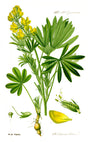 Gul lupin (Lupinus luteus) i blomst. Foto: Otto Wilhelm Thomé, Public domain