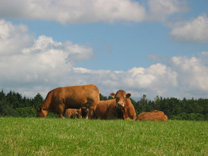 Kødkvæg Opti, 10 kg 1