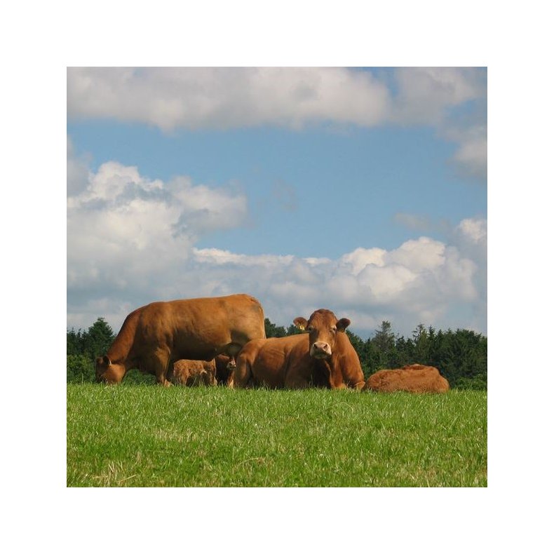 Kødkvæg Opti, 10 kg 2