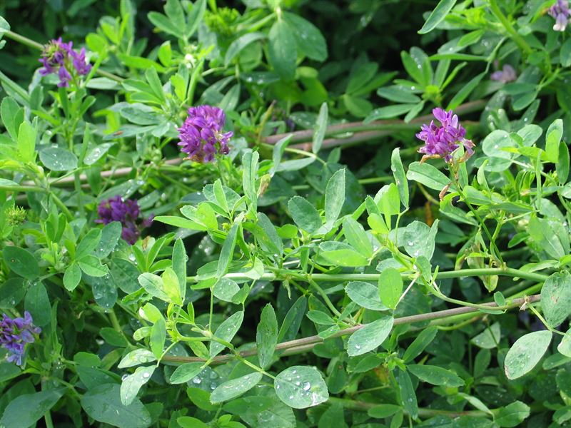 Lucerne SW Nexus C - 2kg