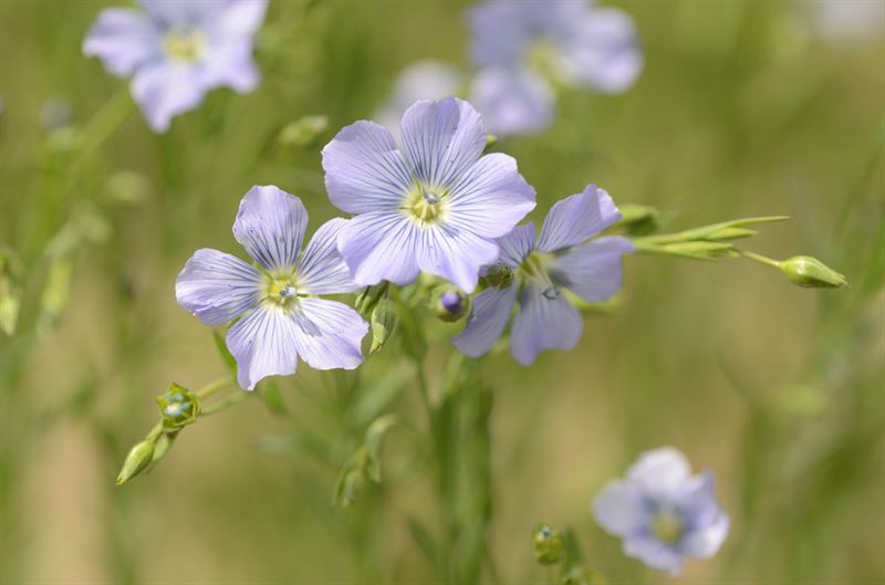 Oliehør Kaolin C2 - 25kg