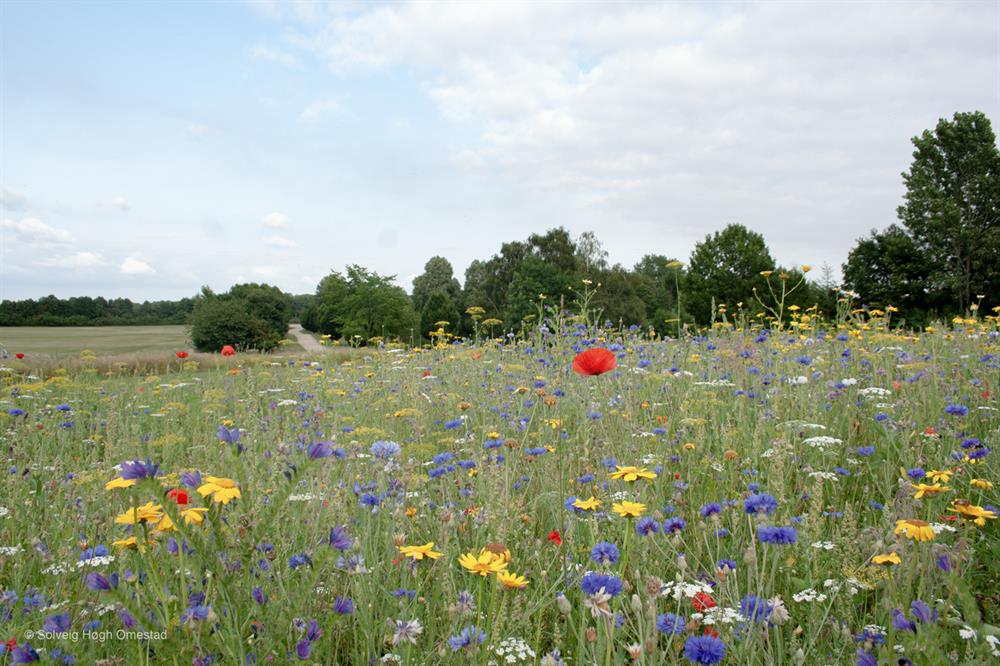 Natur Blomstereng, 0,25 kg Æske