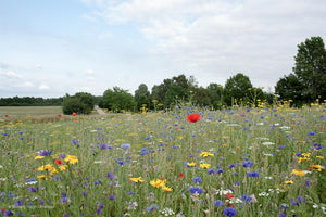 Natur Blomstereng, 0,25 kg Æske