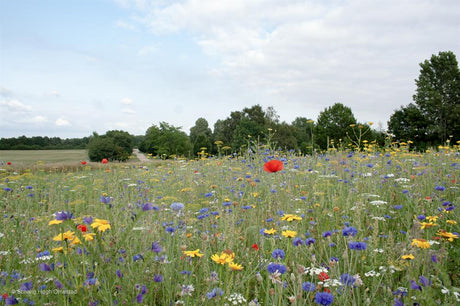 Natur Blomstereng, 0,25 kg Æske