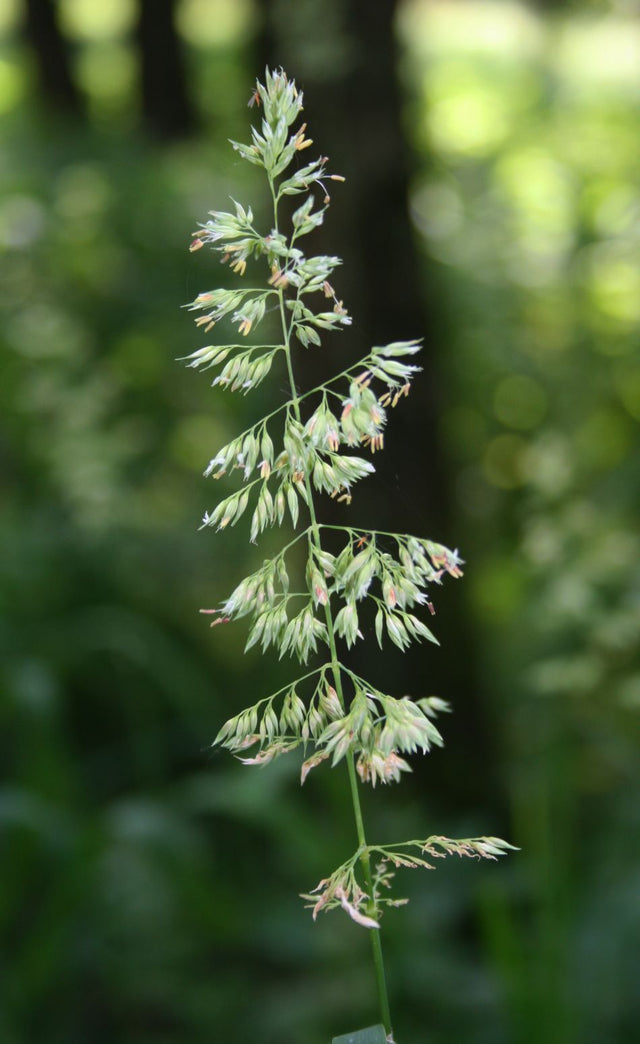 Rørgræs (Phalaris arundinacea) i blomst. Foto: Franz Xaver, CC BY-SA 3.0