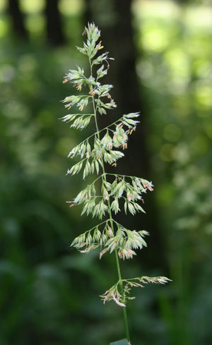 Rørgræs (Phalaris arundinacea) i blomst. Foto: Franz Xaver, CC BY-SA 3.0