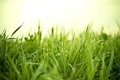 Alm. rajgræs Ensilvio, sildig, diploid, 10 kg 2