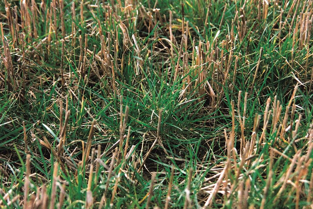 Alm. rajgræs Jubilee, sildig, diploid, plænetype, 10 kg 2