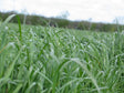 Holland BG4, 10 kg 1