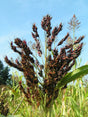 Sorghum (Sorghum bicolor) i blomst. Foto: No machine-readable author provided. Pethan assumed (based on copyright claims)., CC BY-SA 3.0