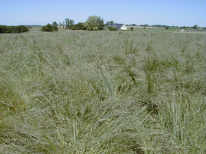 Strandsvingel Swaj,10 kg 2