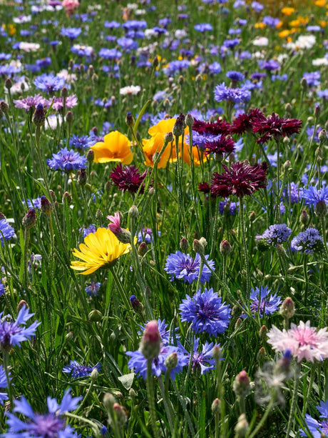 Bondens blomsterblanding, 1 kg — DLF