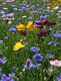 Bondens blomsterblanding, 1 kg — DLF