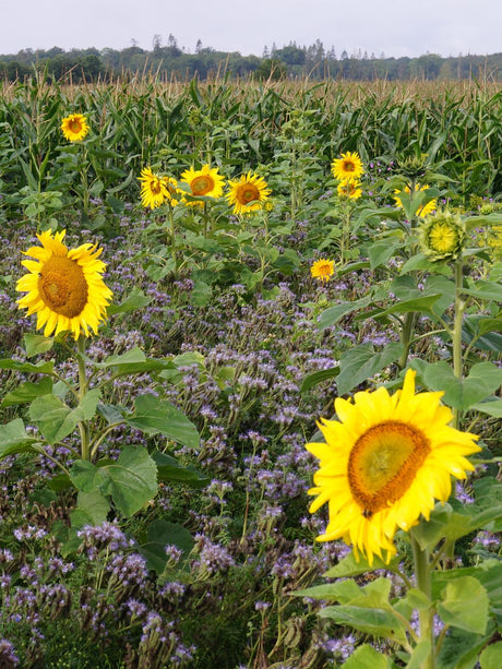 DLF Blomster- og bestøverbrak - 1-årig, 15 kg — DLF
