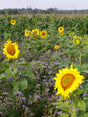 DLF Blomster- og bestøverbrak - 1-årig, 15 kg — DLF